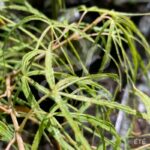 Acer palmatum 'Kyogoku Shidare' - Érable du Japon