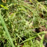 Acer palmatum 'Kyogoku Shidare' - Érable du Japon