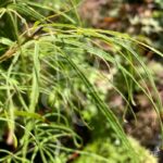 Acer palmatum 'Kyogoku Shidare' - Érable du Japon