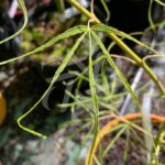 Acer palmatum 'Kyogoku Shidare' - Érable du Japon