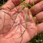 Acer palmatum 'Kyogoku Shidare' - Érable du Japon