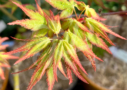 Acer palmatum 'Kyoriyu' - Érable du Japon