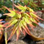 Acer palmatum 'Kyoriyu' - Érable du Japon