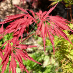 Acer Palmatum 'Lacinatum Purpurea' - Érable du Japon