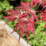 Acer Palmatum 'Lacinatum Purpurea' - Érable du Japon