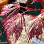 Acer Palmatum 'Lacinatum Purpurea' - Érable du Japon