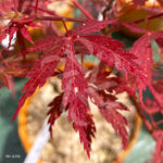 Acer Palmatum 'Little Cindy' - Érable du Japon