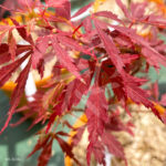 Acer Palmatum 'Little Cindy' - Érable du Japon