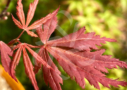 Acer Palmatum 'Little Cindy' - Érable du Japon