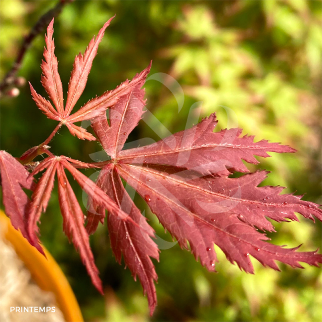 Acer Palmatum 'Little Cindy' - Érable du Japon