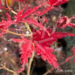 Acer Palmatum 'Little Cindy' - Érable du Japon