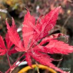 Acer Palmatum 'Little Cindy' - Érable du Japon