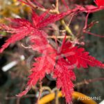 Acer Palmatum 'Little Cindy' - Érable du Japon