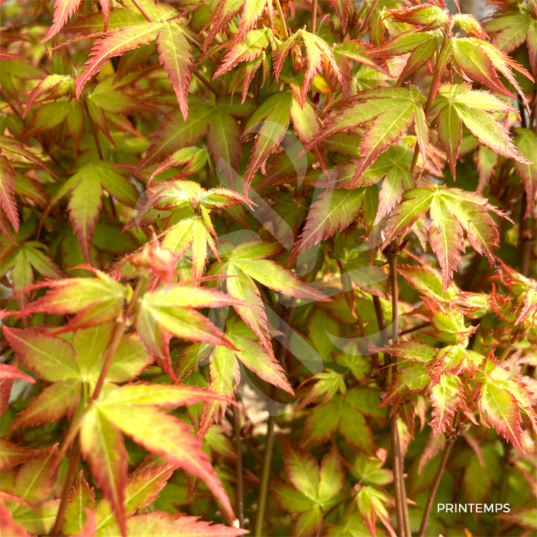 Acer palmatum 'Little Princess' - Érable du Japon 'Kiohime'