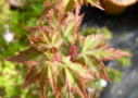 Acer palmatum 'Little Richard' - Érable du Japon