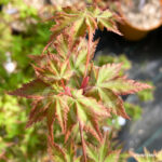 Acer palmatum 'Little Richard' - Érable du Japon