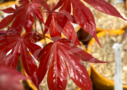 Acer palmatum 'Long Man' - Érable du Japon