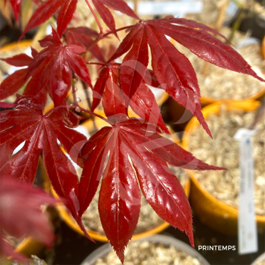 Acer palmatum 'Long Man' - Érable du Japon