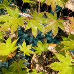 Acer palmatum 'Malon' - Érable du Japon