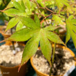 Acer palmatum 'Malon' - Érable du Japon