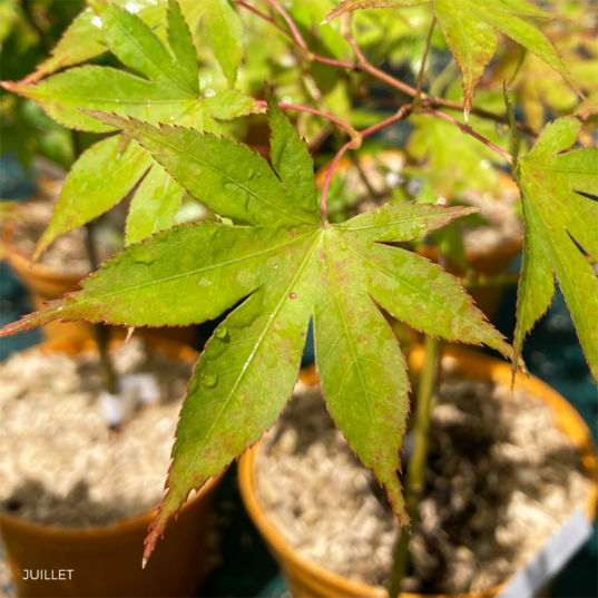 Acer palmatum 'Malon' - Érable du Japon