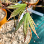 Acer palmatum 'Malon' - Érable du Japon