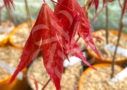 Acer palmatum 'Masu-kagami' - Érable du Japon