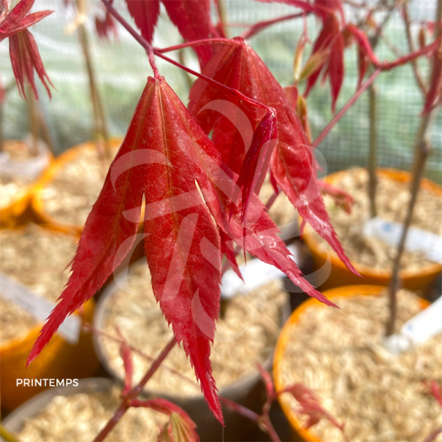 Acer palmatum 'Masu-kagami' - Érable du Japon
