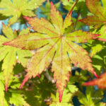 Acer palmatum 'Meoto' - Érable du Japon