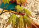 Acer palmatum 'Meoto' - Érable du Japon