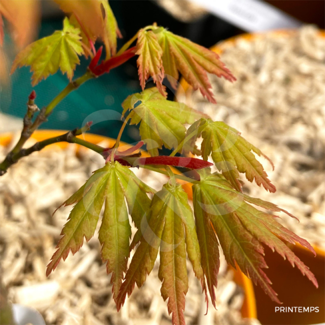 Acer palmatum 'Meoto' - Érable du Japon
