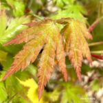 Acer palmatum 'Meoto' - Érable du Japon