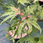 Acer Palmatum 'Metamorphosa' - Érable du Japon