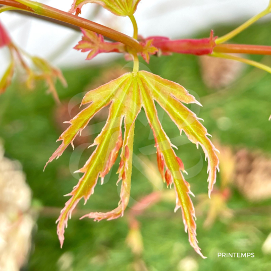 Acer Palmatum 'Metamorphosa' - Érable du Japon