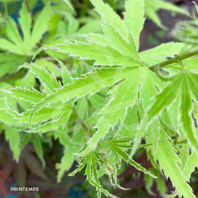 Acer Palmatum 'Metamorphosa' - Érable du Japon