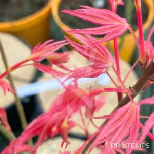 Acer Palmatum 'Metamorphosa' - Érable du Japon