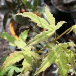 Acer Palmatum 'Metamorphosa' - Érable du Japon