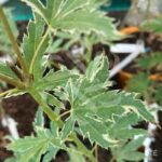 Acer Palmatum 'Metamorphosa' - Érable du Japon