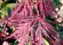 Acer palmatum 'Michiko' - Érable du Japon