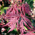 Acer palmatum 'Michiko' - Érable du Japon