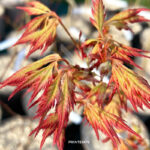 Acer palmatum 'Mino Gasa' - Érable du Japon