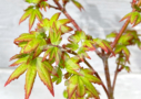 Acer palmatum 'Muka' - Érable du Japon