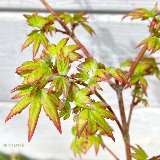 Acer palmatum 'Muka' - Érable du Japon