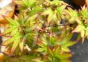 Acer palmatum 'Muka' - Érable du Japon