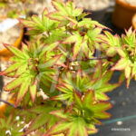 Acer palmatum 'Muka' - Érable du Japon