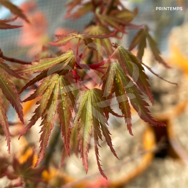Acer Palmatum 'My Chapparo' - Érable du Japon chez Palmatia Plantes