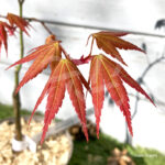 Acer oliverianum 'Nakahara Beni' - Érable du Japon