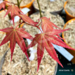 Acer oliverianum 'Nakahara Beni' - Érable du Japon