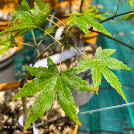 Acer palmatum 'Nakakamado Weeping' - Érable du Japon