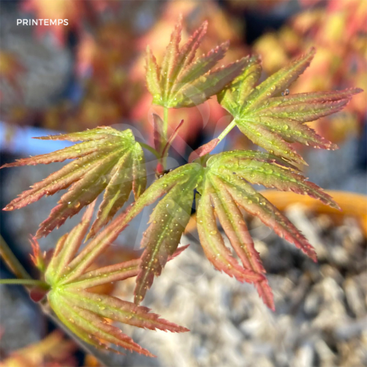 Acer palmatum 'Nakakamado Weeping' - Érable du Japon